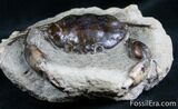 Fossil Crab From Washington - #7321-2
